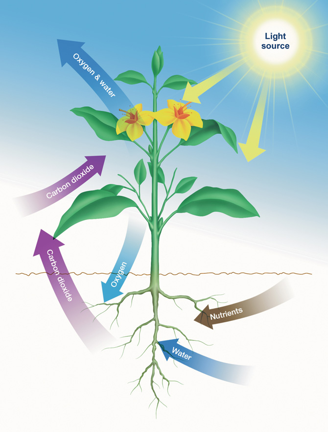 Example of Autotrophic Metabolism